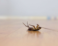 Encontrei baratas de barriga para cima na minha cozinha e me desesperei: aqui está por que isso acontece