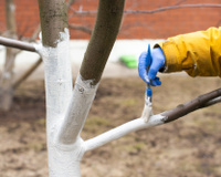 Veja por que você deve aplicar cal em árvores frutíferas: são muitos os benefícios da caiação nessas plantas