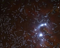 Bolo de cenoura rápido