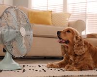 Minha prima arquiteta me ensinou o truque para refrescar a casa no verão só com um ventilador, minha conta de luz agradece!
