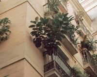 A árvore que melhor se adapta a um vaso: a opção elegante para pequenos terraços