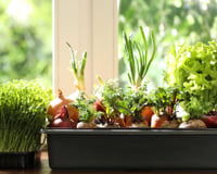 Chega de hortaliças velhas: esses são os vegetais que você deve plantar em agosto para ter sempre comida fresca em casa