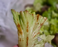 Alface marrom está estragada? Pode comer ou faz mal? TudoGostoso te dá todas as respostas!