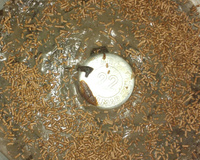 Bolo de chocolate tipo brownie