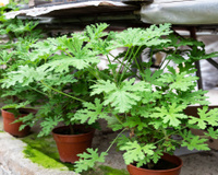 4 plantas para se ter em casa para afastar insetos e melhorar a qualidade de vida