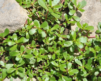 Quase todos arrancam essa planta achando que é mato, mas ela é um tesouro nutricional escondido no jardim