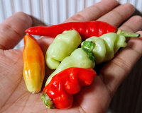 Pimenta não é tudo igual: essa dica de uma participante do MasterChef Brasil deixou minhas receitas mais saborosas (a certa faz toda a diferença!)