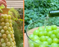 Delícia de Natal: árvore de uva verde alcóolica é o aperitivo fácil de fazer que vai encantar todo mundo
