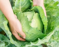 Por que as mulheres estão colocando repolho nos seios