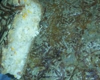 Massa para torta salgada prática