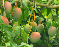 Nem folha de louro, nem folha de limão: essas são as propriedades curativas que apenas as folhas de manga possui!