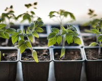 A planta que pode crescer até em um potinho de iogurte e dá frutos o ano inteiro