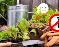 Cientistas apostam em urina humana para cultivar horta e revelam como VOCÊ pode fazer o fertilizante natural em casa