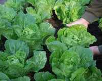 Os 3 vegetais ideais para plantar em casa em junho: podem ser cultivados em pouco tempo
