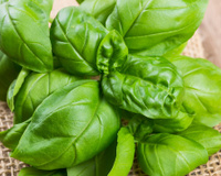 O manjericão permanece fresco por muito tempo, sem ficar murcho, se armazenar desse jeito, parece que acabou de colher!