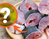 Esse animal que muita gente tem medo pode ser a comida do futuro, segundo cientistas