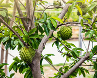 Essa árvore de clima quente tem frutos deliciosos e ainda deixa o quintal bonito e perfumado