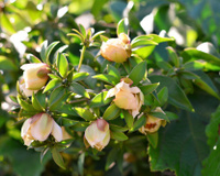 Ora-pro-nobis: conheça este super alimento