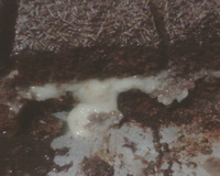 Bolo de prestígio gelado