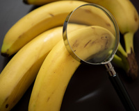 O que ninguém te contou sobre as bananas: segredo é revelado por biólogo