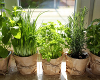 Não é só a ventilação: é por isso que as casas francesas não ficam com cheiro de gordura, a purificação natural das ervas explica tudo