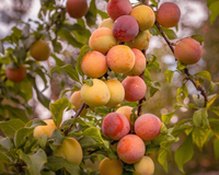 Nem goiabeira, nem limoeiro: a árvore que não danifica o piso, faz sombra e dá frutos no verão