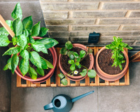 Plantar árvores frutíferas em casa pode ser mais fácil do que você imagina: 3 opções que não precisam de sol
