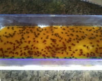 A mousse de maracujá