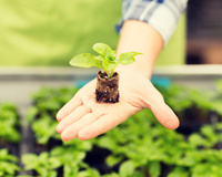 Dicas para cultivar seu próprio alimento