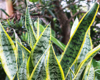 Essas 5 plantas deixam a entrada da casa mais bonita e, segundo a tradição, atraem prosperidade: o TudoGostoso explica