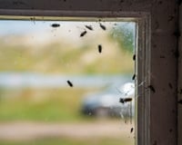 Como se livrar de insetos que estão entrando em casa? Três truques que não deixam manchas nas paredes