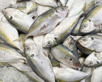 Qual é o melhor dia da semana para comprar peixe? O TudoGostoso explica e dá dicas para acertar na escolha