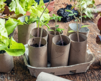 Jardineiro fica nervoso ao tentar usar rolos de papel higiênico para plantar mudas: "Sou muito novo em jardinagem, então não tinha certeza de quais fungos são prejudiciais"