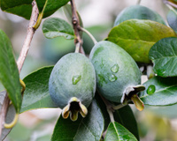 O fruto pouco conhecido cheio de fibras, nutritivo e com poucas calorias que você pode plantar em casa