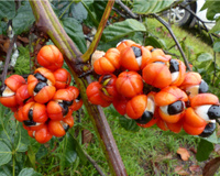 Conheça 5 ingredientes da Amazônia e saiba mais sobre eles