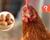 DeepSeek: finalmente descobri quem nasceu primeiro, o ovo ou a galinha