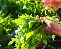 Depois que aprendi a plantar rúcula do jeito certo nunca mais comprei no mercado: é mais simples do que você imagina