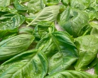 O truque da minha tia que funciona de verdade para as folhas de manjericão durarem mais tempo na geladeira