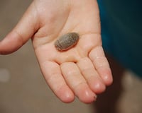 Saudades de comer tatuí: por que o fruto do mar queridinho dos brasileiros sumiu das praias?
