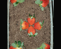 Bombom na travessa com morango