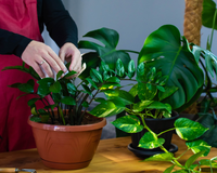 Apenas 1 colher desse adubo e a sua zamioculca vai explodir de tanto crescer