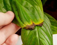 Álvaro Pedrera, especialista em plantas: “Se as folhas das suas plantas estão com as pontas marrons e secas, não é falta de água”