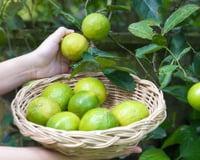 Seu limoeiro terá frutos muito mais suculentos se você enterrar esse item ao redor dele