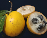 Parece sobremesa: fruta nativa da Amazônia de casca aveludada tem polpa cremosa com gosto de doce de leite e mel