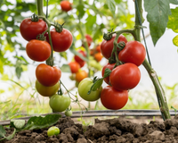 O que os ancestrais fizeram para alimentar a terra pode salvar seus tomates hoje