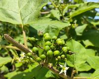 Minha avó sempre teve essa planta no quintal, mas só descobri agora que ela pode prevenir problemas do fígado e ajuda na digestão