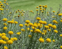 A planta que todo mundo pisa e que não deve ser retirada do jardim por nada no mundo