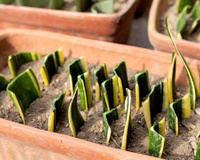 Não é só decoração: por que colocar sal na terra da língua-de-sogra faz toda a diferença