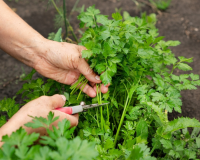Poucas pessoas sabem, mas a salsinha é uma das ervas culinárias mais fáceis de serem plantadas em casa