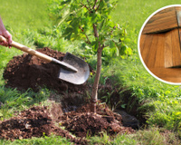Evite plantar essas 5 árvores no seu jardim, elas podem elevar o piso da sua casa